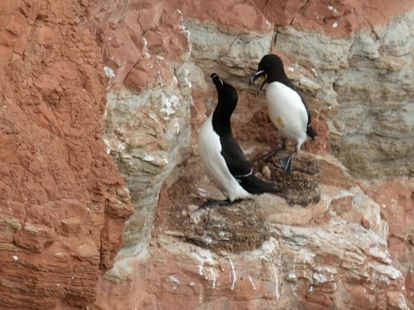 <h3><a href="/trips/helgoland/biota/animalia/chordata/aves/024 charadriiformes/019 alcidae/alca torda/alca torda-nl.html">Alca&nbsp;torda</a> / Razorbill / Alk</h3><p>Alken bij hun nest.</p>NIKON D7100 met AF-S Nikkor 300mm f/2.8G IF-ED VR II, 1/500 sec  bij F6.3, ISO 320, afstand 44.6&nbsp;m
